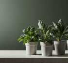 Saiba como plantar couve em vasos e garantir folhas frescas em casa. 