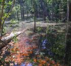 Cientistas confirmam pegadas de dinossauros na Amaz&ocirc;nia com mais de 103 milh&otilde;es de anos. 