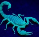 Escorpi&atilde;o localizado atrav&eacute;s da luz ultravioleta.