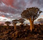 Descubra Socotra, ilha no I&ecirc;men com &aacute;rvores que parecem de fic&ccedil;&atilde;o cient&iacute;fica. 