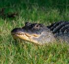 O jacar&eacute; da Lagoa da Pampulha est&aacute; ganhando peso e ficando mais tranquilo. 