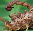 Moradores convivem com o aumento dos escorpi&otilde;es em &aacute;reas urbanas e refor&ccedil;am cuidados di&aacute;rios.