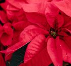 Poins&eacute;tia com suas folhas vermelhas vibrantes, conhecida tamb&eacute;m como estrela-do-natal, s&iacute;mbolo das festas de fim de ano.