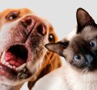 Odor persistente na boca de c&atilde;es ou gatos pode indicar problemas de sa&uacute;de s&eacute;rios.