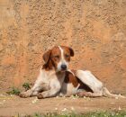 C&atilde;es de rua em Marrocos: ONG denuncia que animais s&atilde;o capturados e mortos antes da Copa de 2030.