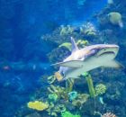 O aqu&aacute;rio de S&atilde;o Paulo possui ambientes tem&aacute;ticos que comp&otilde;em uma experi&ecirc;ncia imersiva.