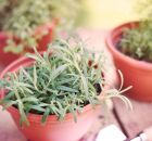 Vasos com plantas arom&aacute;ticas ajudam a perfumar a casa e afastar mosquitos.