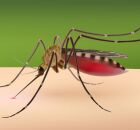 Mosquito do g&ecirc;nero Culex, vetor respons&aacute;vel pela transmiss&atilde;o do v&iacute;rus Usutu.