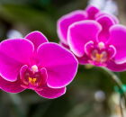 Descubra por que sua orqu&iacute;dea n&atilde;o gosta de terra comum. 