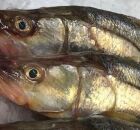 Robalo brasileiro &eacute; apontado como o peixe mais saud&aacute;vel do mundo. 