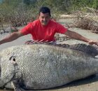 Mero gigante, peixe amea&ccedil;ado de extin&ccedil;&atilde;o, &eacute; encontrado morto no litoral paulista. 