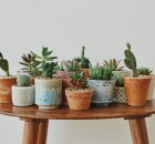 Qual planta vibra com seu signo?