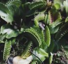 Saiba como plantar e cuidar de plantas carn&iacute;voras em casa da forma correta. 