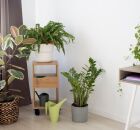 Descubra as melhores op&ccedil;&otilde;es de plantas resistentes e f&aacute;ceis de cuidar. 