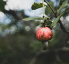 Essa fruta humilde prova: o melhor da sa&uacute;de vem da terra brasileira. 
