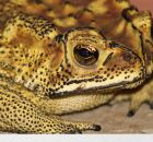 A import&acirc;ncia do sapo no controle de escorpi&otilde;es.