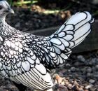 Descubra a galinha Sebright, uma obra-prima da natureza com penas que parecem obra de arte. 