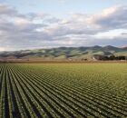 Extensas &aacute;reas de soja coloram o campo brasileiro e impulsionam a economia nacional.