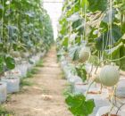 Saiba como obter solo ideal para mel&atilde;o forte e saboroso. 