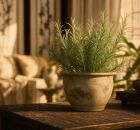  segredo da prosperidade: de onde se colocar o alecrim para chamar dinheiro