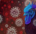  Gripe avi&aacute;ria voltou ao centro das preocupa&ccedil;&otilde;es globais