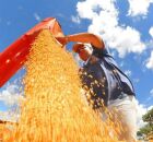 Petrolina &eacute; eleita a melhor cidade para o agroneg&oacute;cio. 