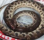 O jogo virou: b&ecirc;bado, homem mata sucuri com mordida ap&oacute;s ser atacado pela cobra 