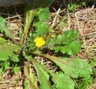 Dente de le&atilde;o (Taraxacum officinale)