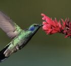 Colibri chega a pesar menos que uma pequena moeda.