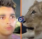 Jovem foi morto por uma leoa ap&oacute;s invadir jaula.