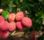 Lichias frescas colhidas no per&iacute;odo de safra, quando a fruta atinge cor intensa e sabor mais adocicado.