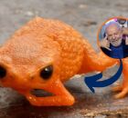 Sapo Lula? Nova esp&eacute;cie brasileira ganha nome em homenagem ao presidente