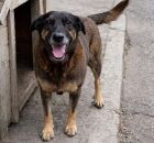 Caso c&atilde;o Orelha.