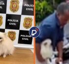 C&atilde;o da ra&ccedil;a Spitz Alem&atilde;o na Delegacia e homem furtando animal.
