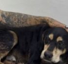 C&atilde;o Neg&atilde;o.