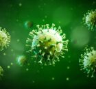 Virus Nipah &eacute;  transmitido de animais para humanos.