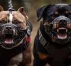 Pitbull e Rottweiler