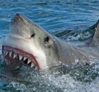 Ataque de tubar&atilde;o 