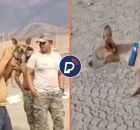 Imagens do cachorro que sobreviveu.