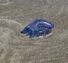 Caravelas-portuguesas podem estar presentes tanto na &aacute;gua quanto na faixa de areia.