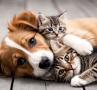 C&atilde;es agora podem ser enterrados em jazigos familiares; entenda nova lei