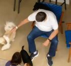 Bolsonaro &eacute; flagrado brincando com c&atilde;es ap&oacute;s receber alta e iniciar pris&atilde;o domiciliar