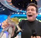 SBT &eacute; proibido de usar animais em programas de TV ap&oacute;s acusa&ccedil;&atilde;o de maus-tratos contra uma r&atilde;