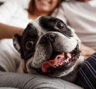 Senado aprova guarda compartilhada de pets ap&oacute;s separa&ccedil;&atilde;o de tutores 
