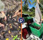 Uma a&ccedil;&atilde;o da CPRH soltou 364 caranguejos, nesta quinta-feira (23), em &aacute;rea de mangue preservada e protegida.