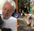  Lei 15.392/2026, que estabelece regras para a cust&oacute;dia compartilhada de animais.