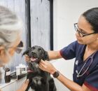 Veterin&aacute;ria cuidando de Pets