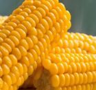 O milho &eacute; o principal ingrediente dos festejos juninos.