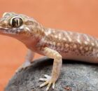 A lagartixa dom&eacute;stica aproveita a ilumina&ccedil;&atilde;o e as frestas das paredes para ca&ccedil;ar insetos e manter o equil&iacute;brio do ambiente residencial.