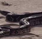 Uma serpente foi encontrada na areia da praia de Piedade. 